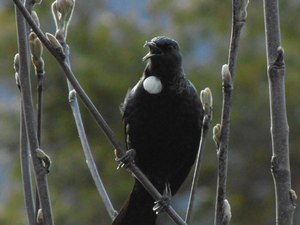 Kea Cottage Te Anau Luaran gambar